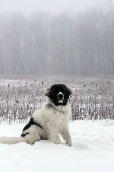 pyrenean mastiff in snow
