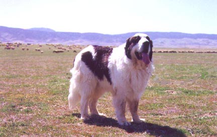 pyrenean mastiff livestock